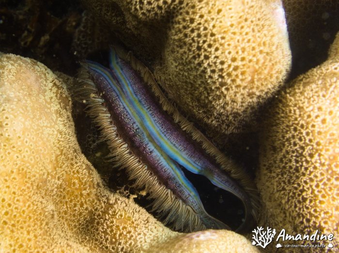 Pedum spondyloideum
