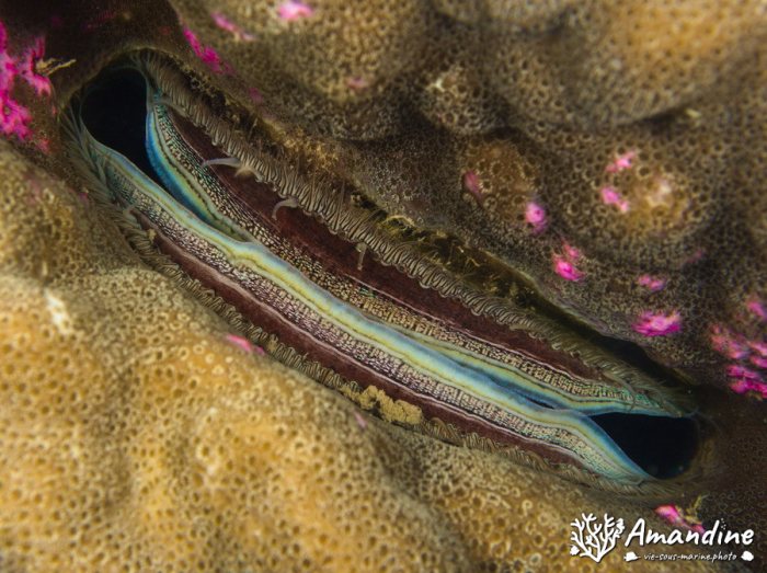 Pedum spondyloideum