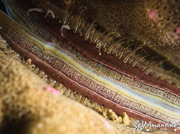 Pedum spondyloideum