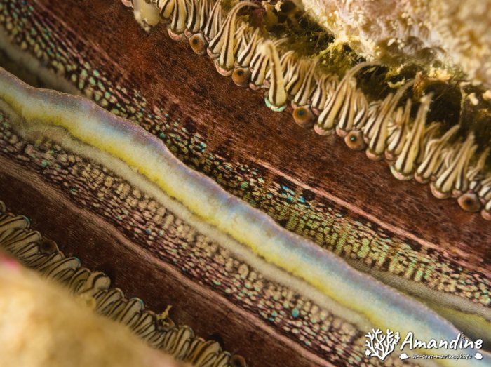 Pedum spondyloideum