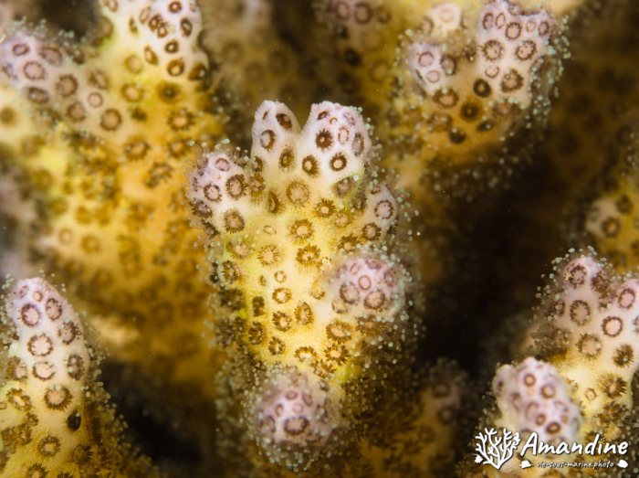 Corail dur