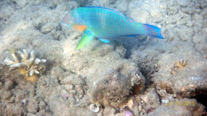 Scarus rivulatus