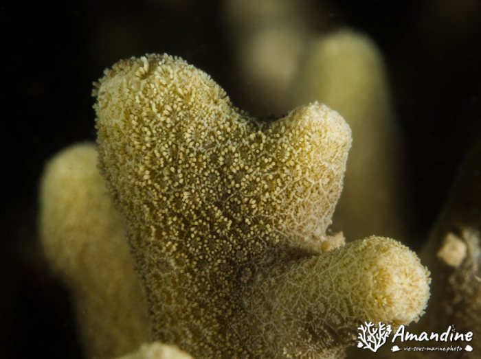 Corail dur