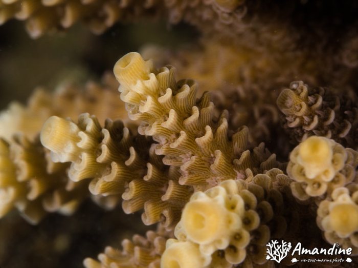 Corail dur