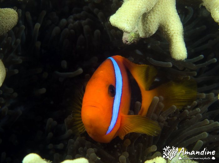Amphiprion melanopus