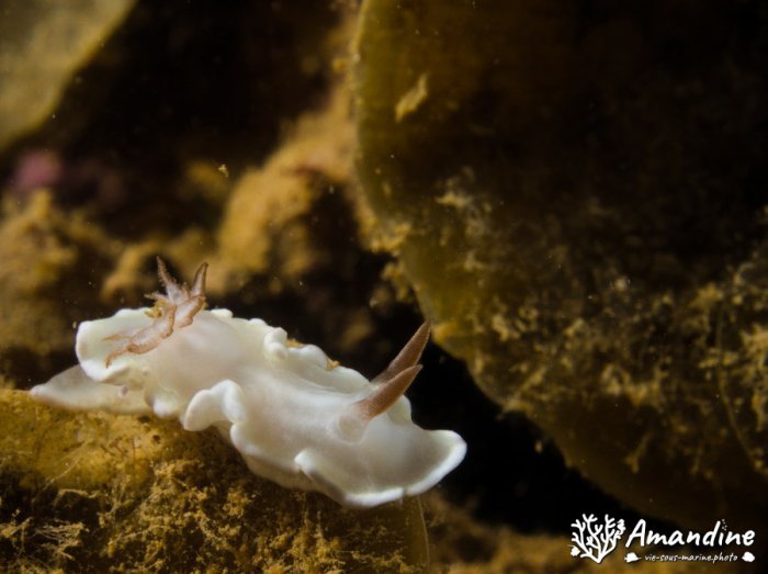 Nudibranche