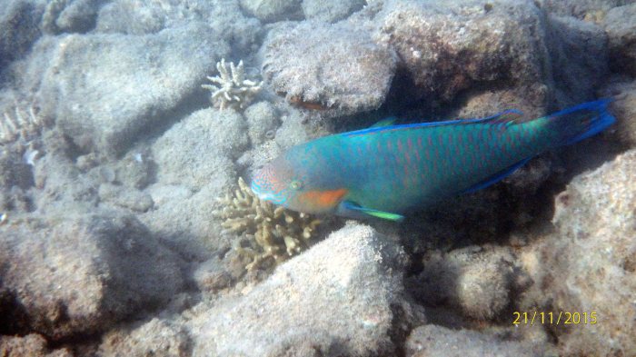 Scarus rivulatus