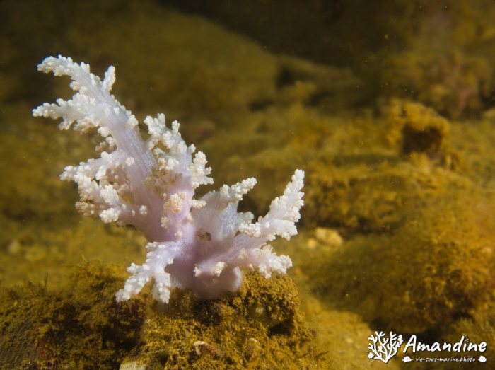Corail mou