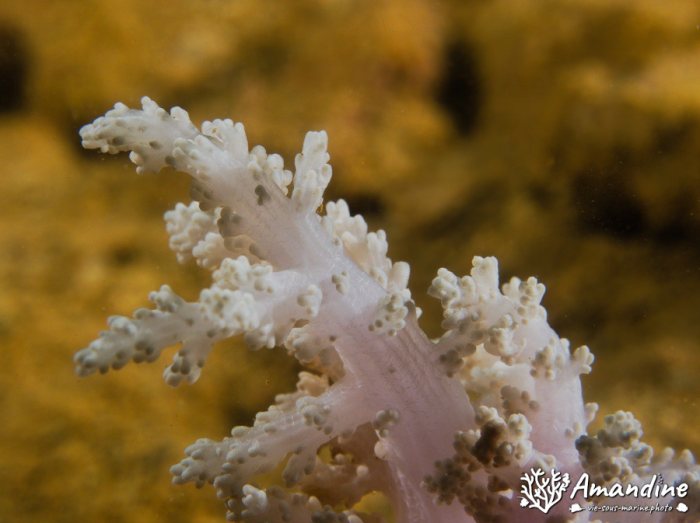 Corail mou