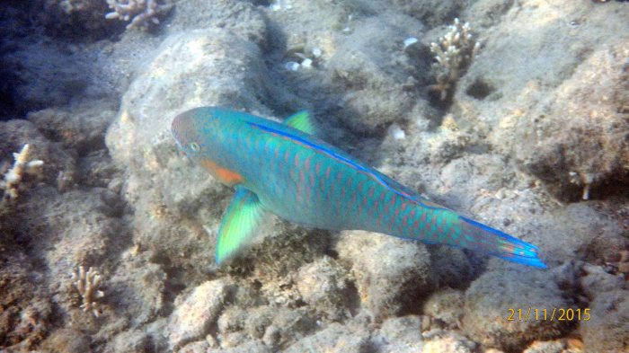Scarus rivulatus