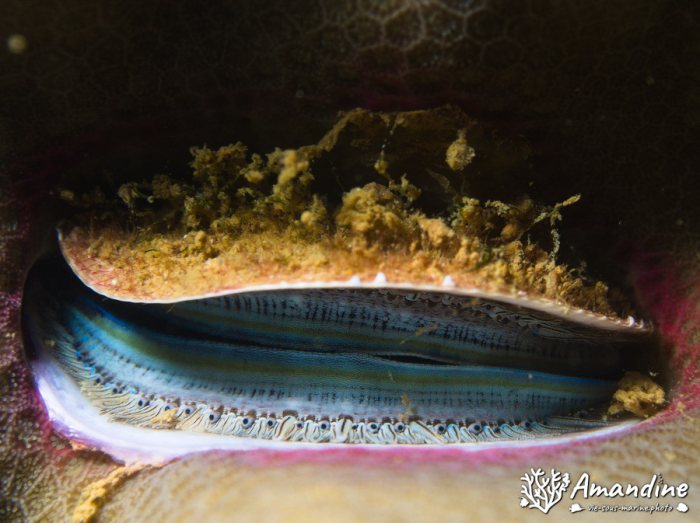 Pedum spondyloideum
