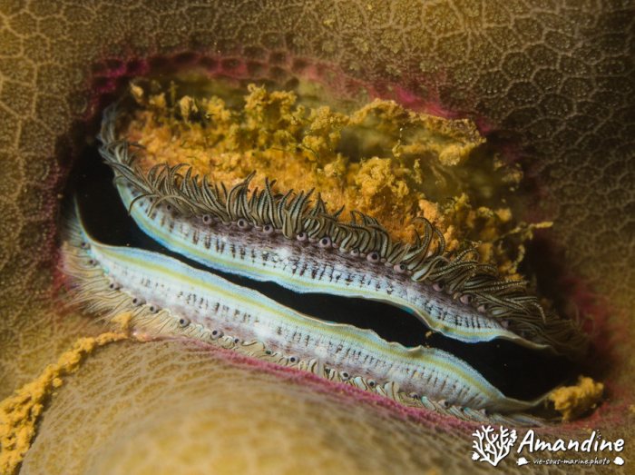 Pedum spondyloideum