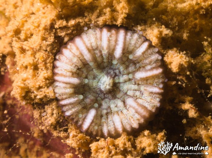 Corail dur