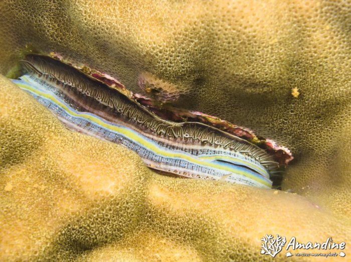 Pedum spondyloideum