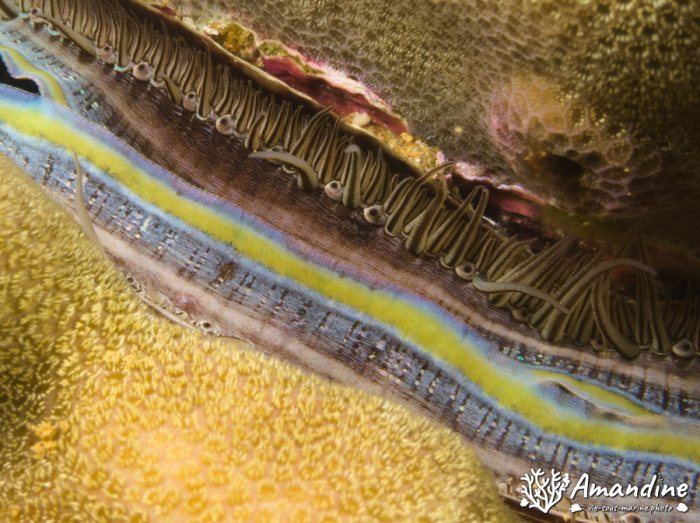 Pedum spondyloideum