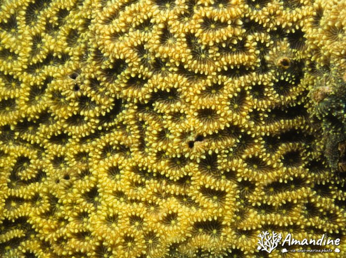 Corail dur