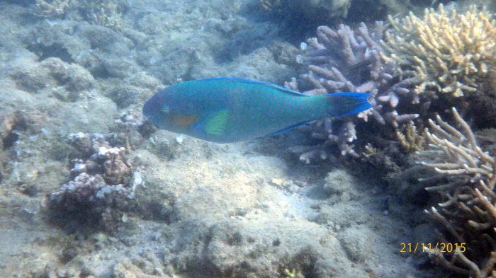 Scarus rivulatus