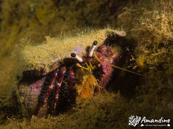 Dardanus lagopodes