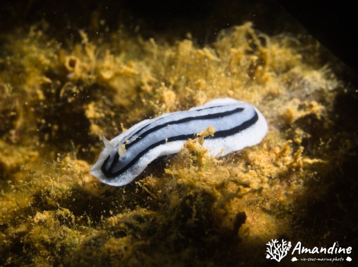 Nudibranche