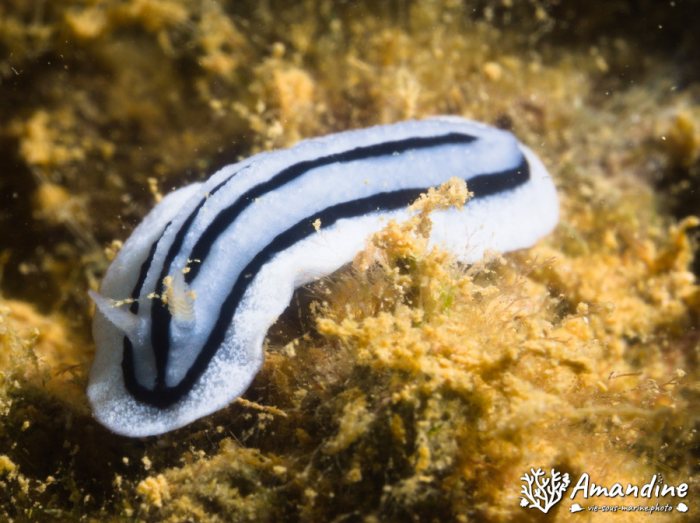 Nudibranche
