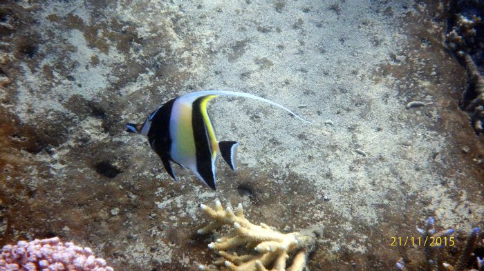 Zanclus cornutus