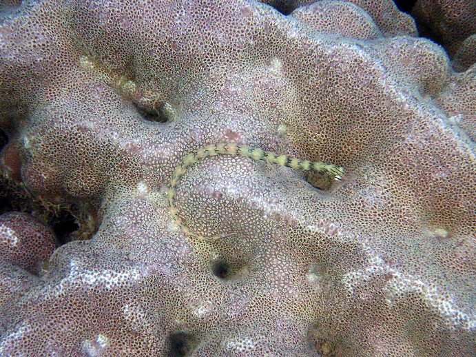 Corythoichthys haematopterus