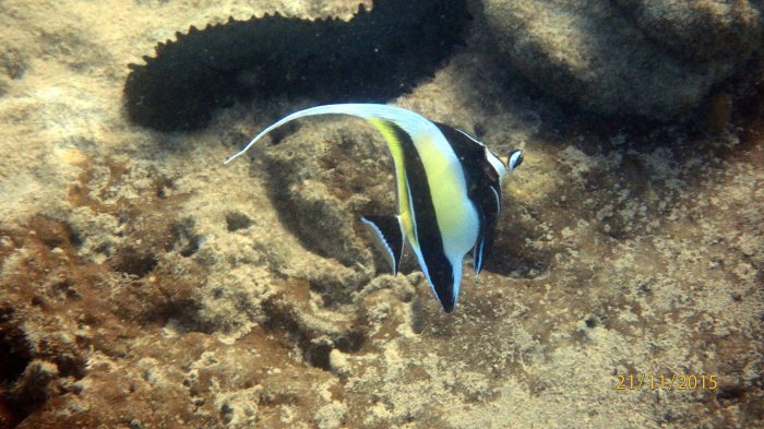 Zanclus cornutus