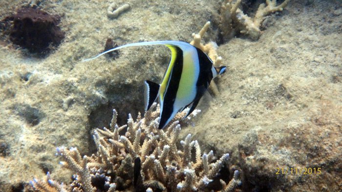 Zanclus cornutus
