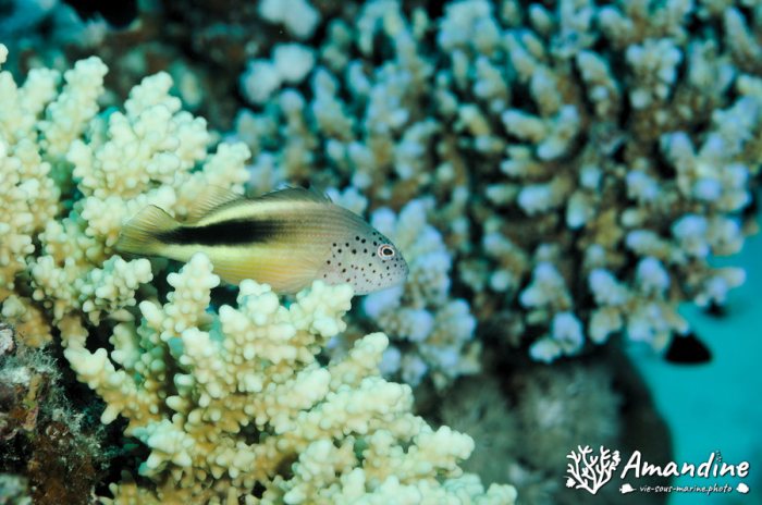 Paracirrhites forsteri