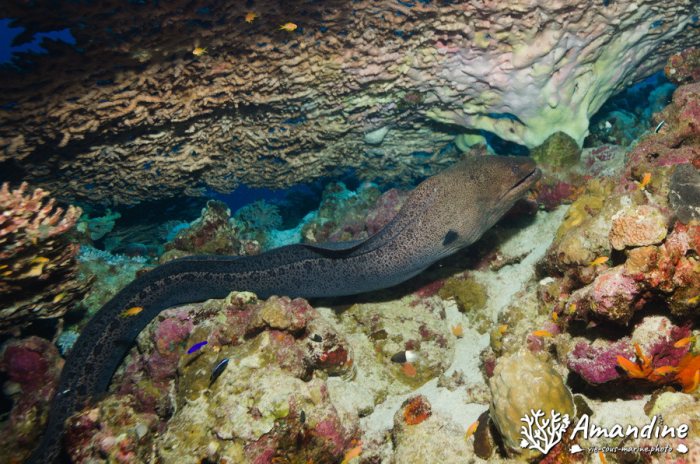 Gymnothorax javanicus