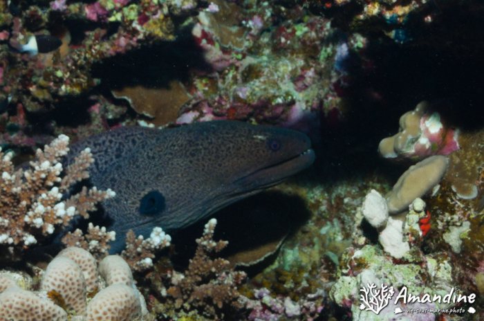 Gymnothorax javanicus