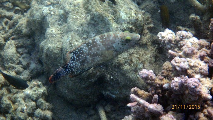 Cheilinus chlorourus