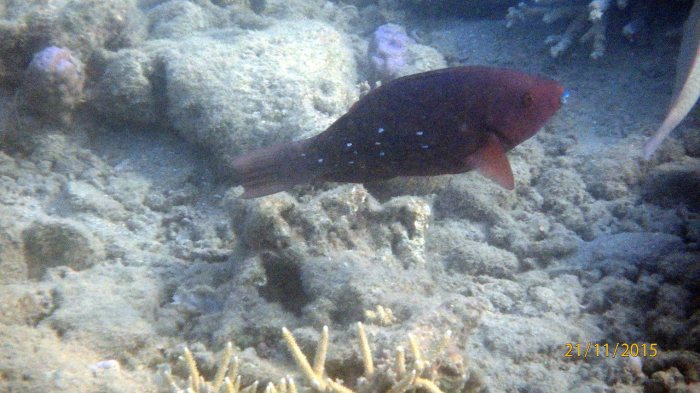 Scarus altipinnis
