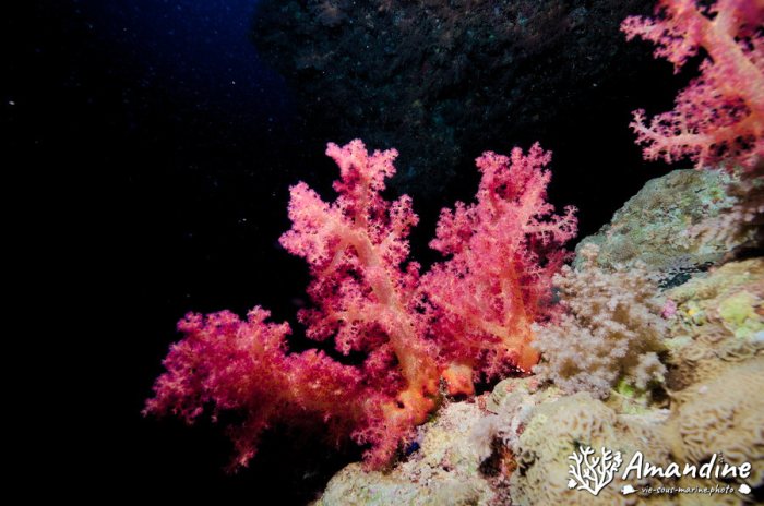 Dendronephthya sp.