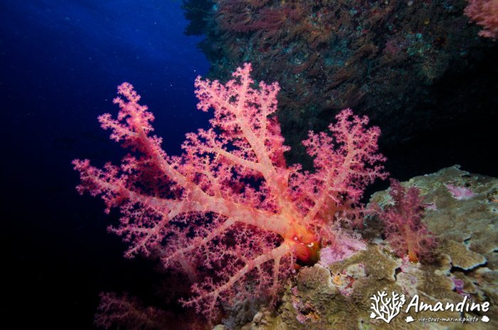 Dendronephthya sp.