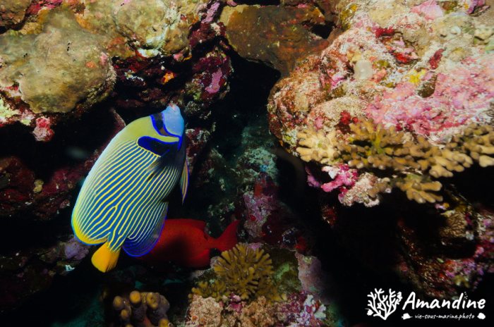 Pomacanthus imperator