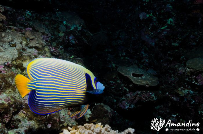 Pomacanthus imperator