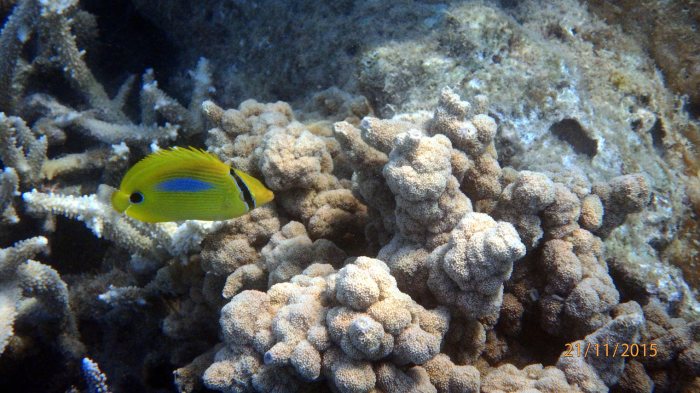 Chaetodon plebeius