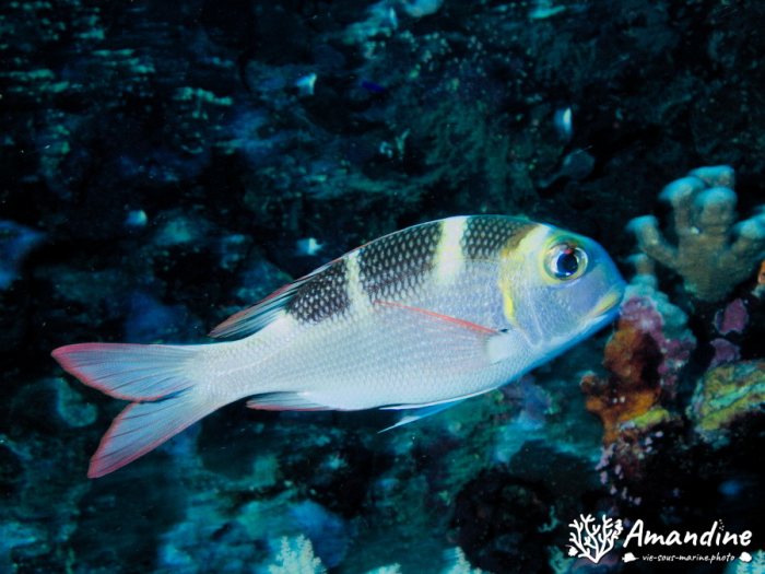 Poissons osseux
