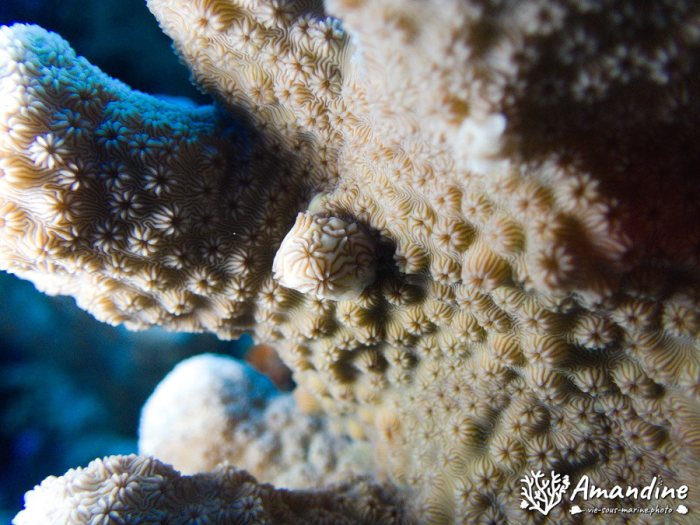 Corail dur