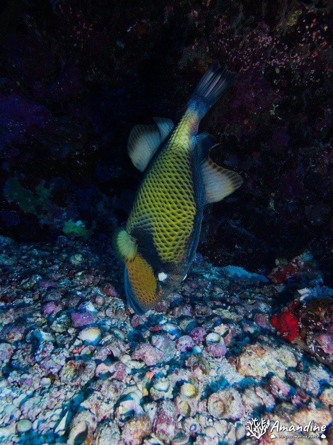 Balistoides viridescens