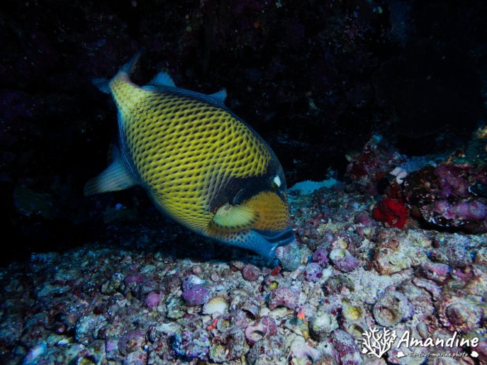 Balistoides viridescens
