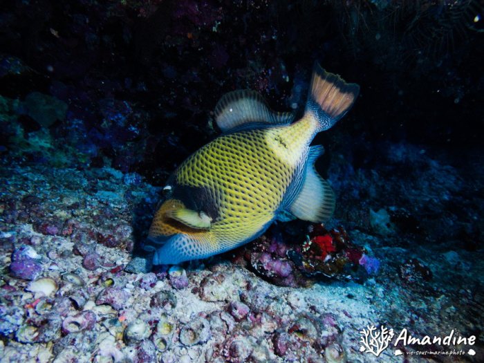 Balistoides viridescens
