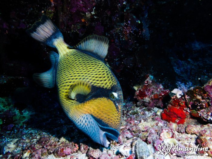 Balistoides viridescens