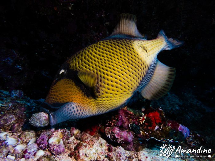 Balistoides viridescens
