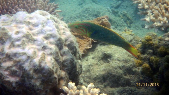 Thalassoma lutescens