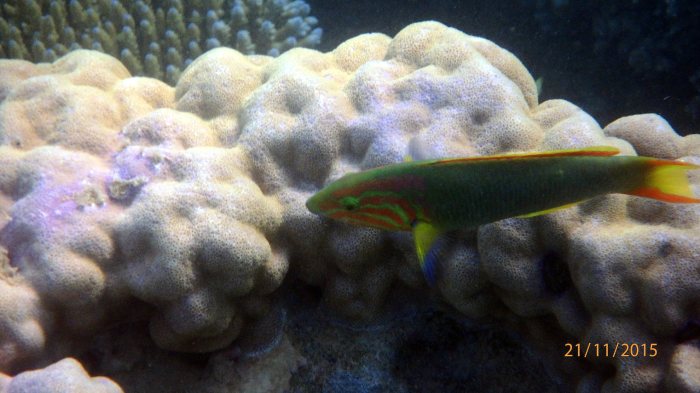 Thalassoma lutescens