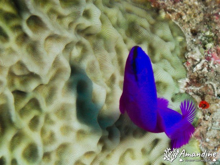 Pseudochromis