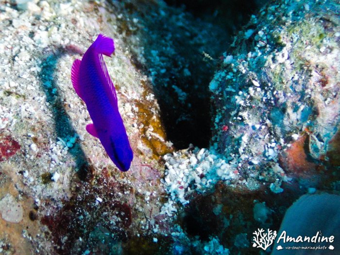 Pseudochromis