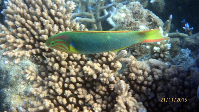 Thalassoma lutescens